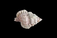 藏品(玫瑰翼法螺)的圖片